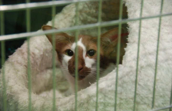 Un participant à une exposition féline en Suisse