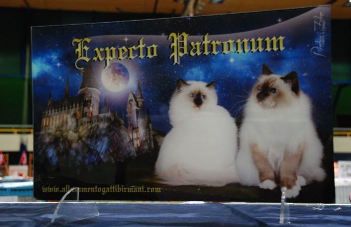 Harry Potter et les amoureux des chats