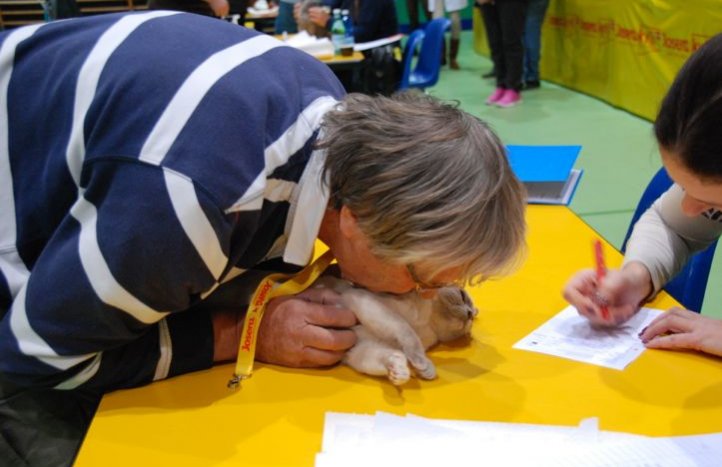 juge lors d'une exposition féline en Suisse