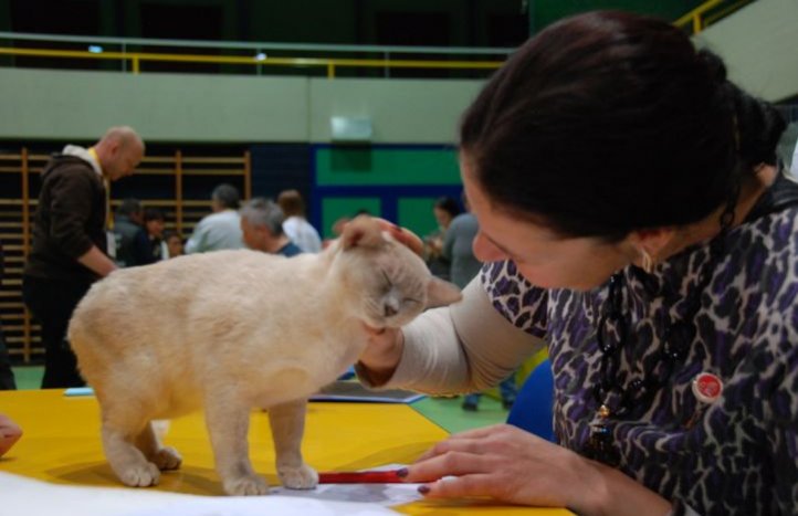 jury du concours félin