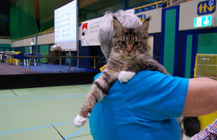 un chat qui aime s'asseoir sur votre épaule