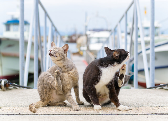 Pourquoi un chat se griffe-t-il ?