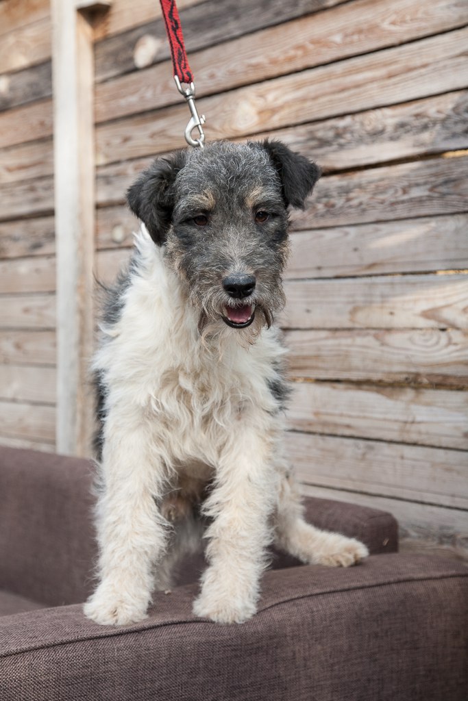 exposition de chiens sans abri