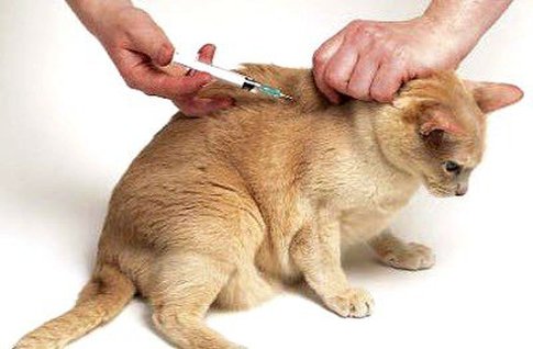 Comment administrer correctement une injection à un chat