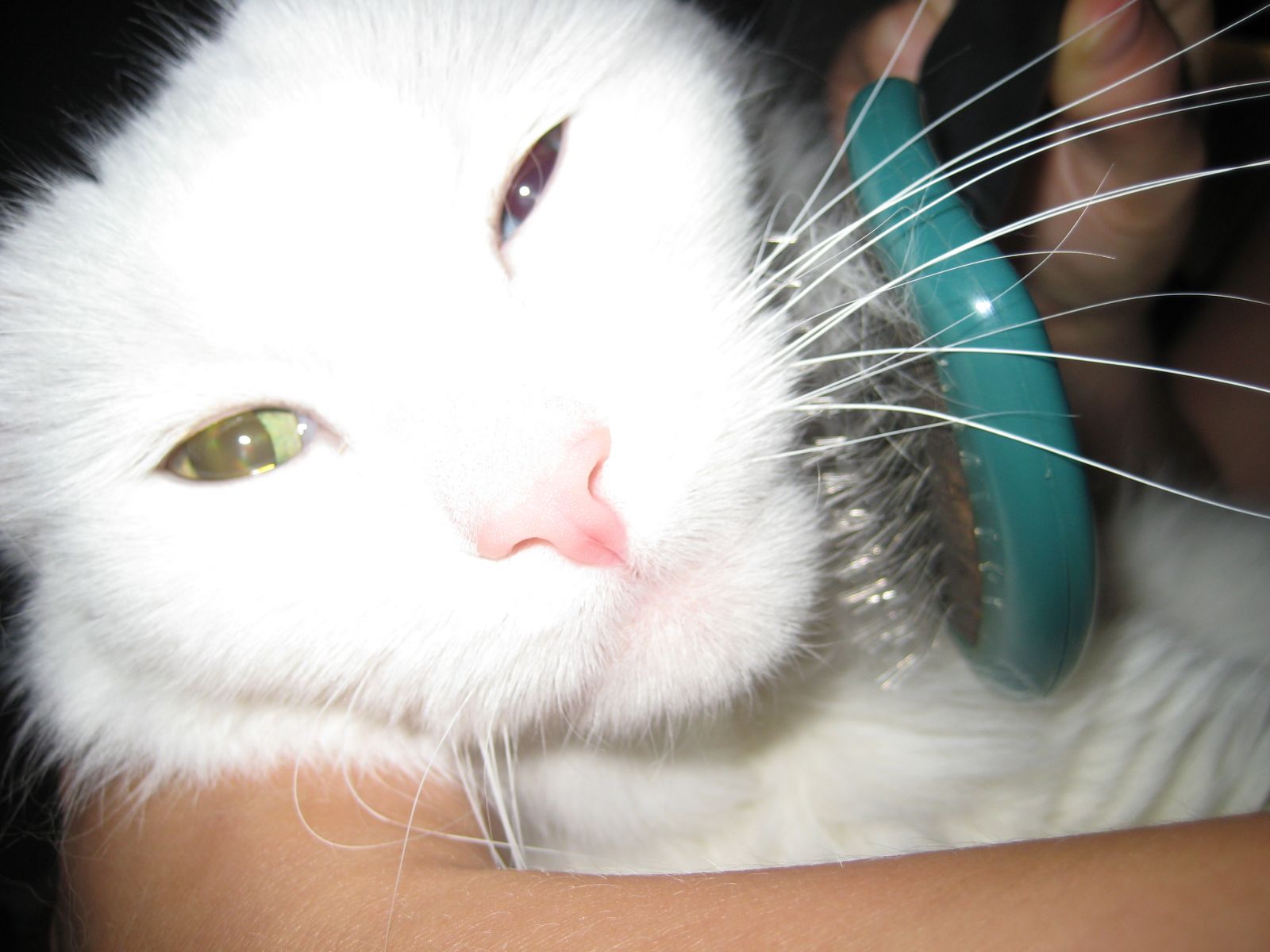 Toilettage des chats à poils longs