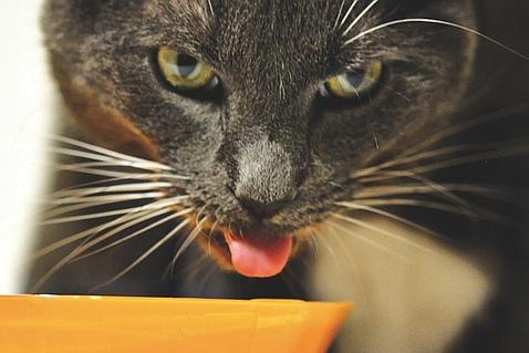 Le Guta-Guta préféré de Stoker