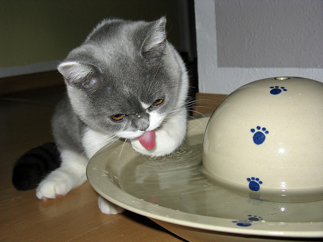 normes de consommation d'alcool chez les chats