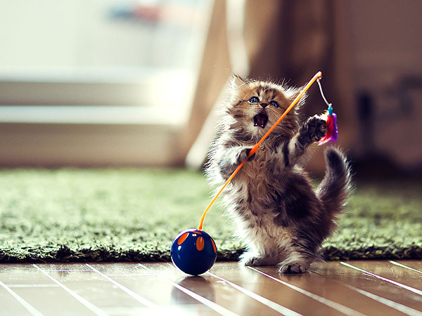 À qui devrais-je vendre le chaton ?