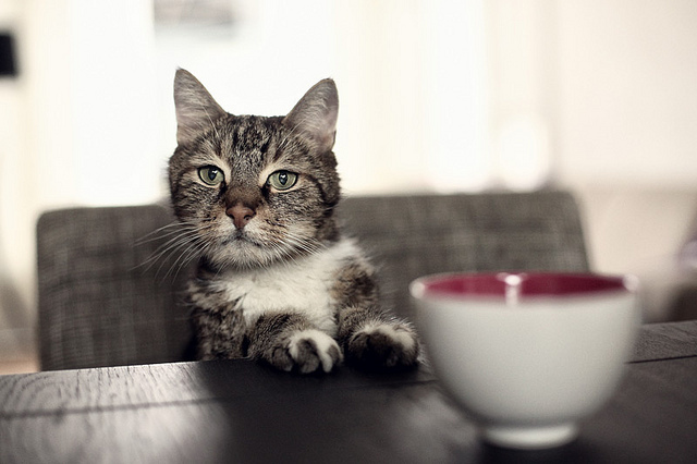 Nous apprenons au chat l'ordre « non ».