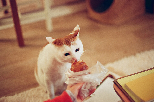 Le chat mange un croissant