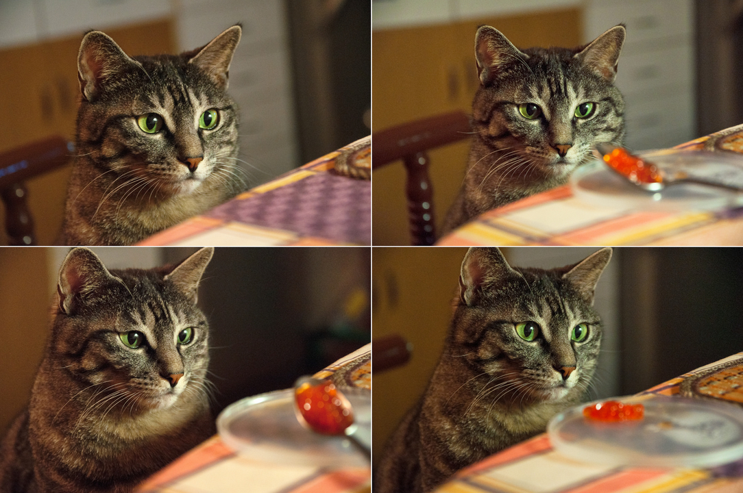 Le chat mange du caviar rouge