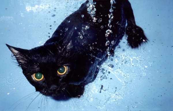 Les chats ont-ils peur de l'eau ?
