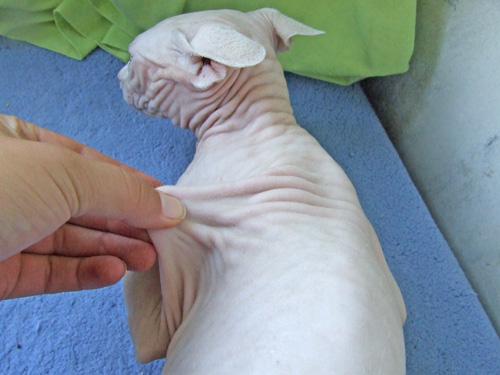 Comment faire une injection à l'épaule d'un chat