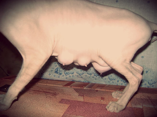 Signes de mammite chez les chiens