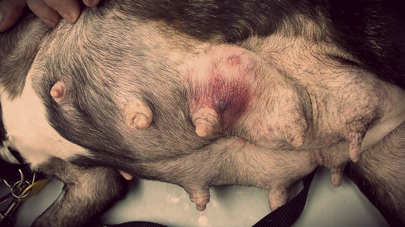 mammite chez les chiens
