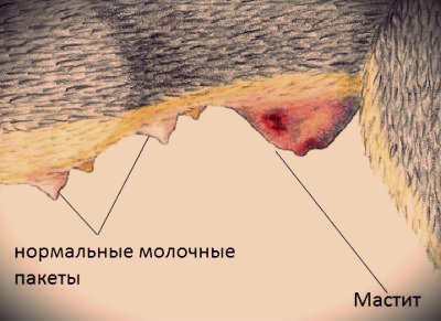 Comment identifier une mammite chez un chien