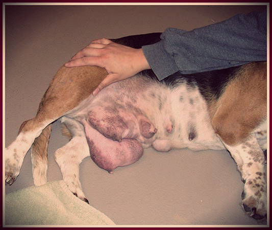 Mammite chez un chien