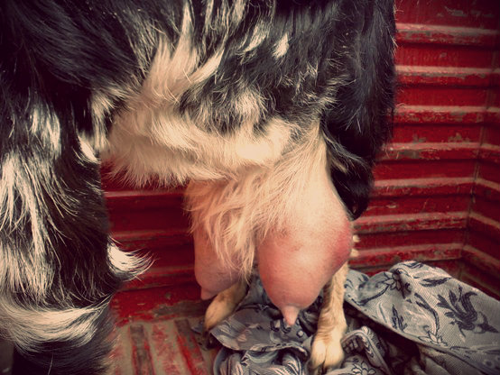 traitement d'une chienne atteinte de mammite