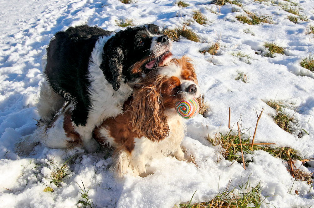 Accouplement de chiens
