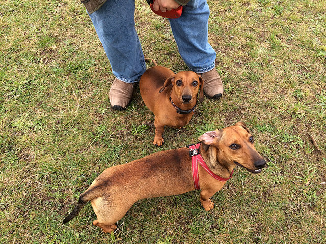 Accouplement de chiens