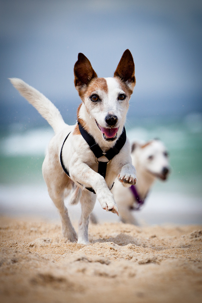Accouplement de chiens