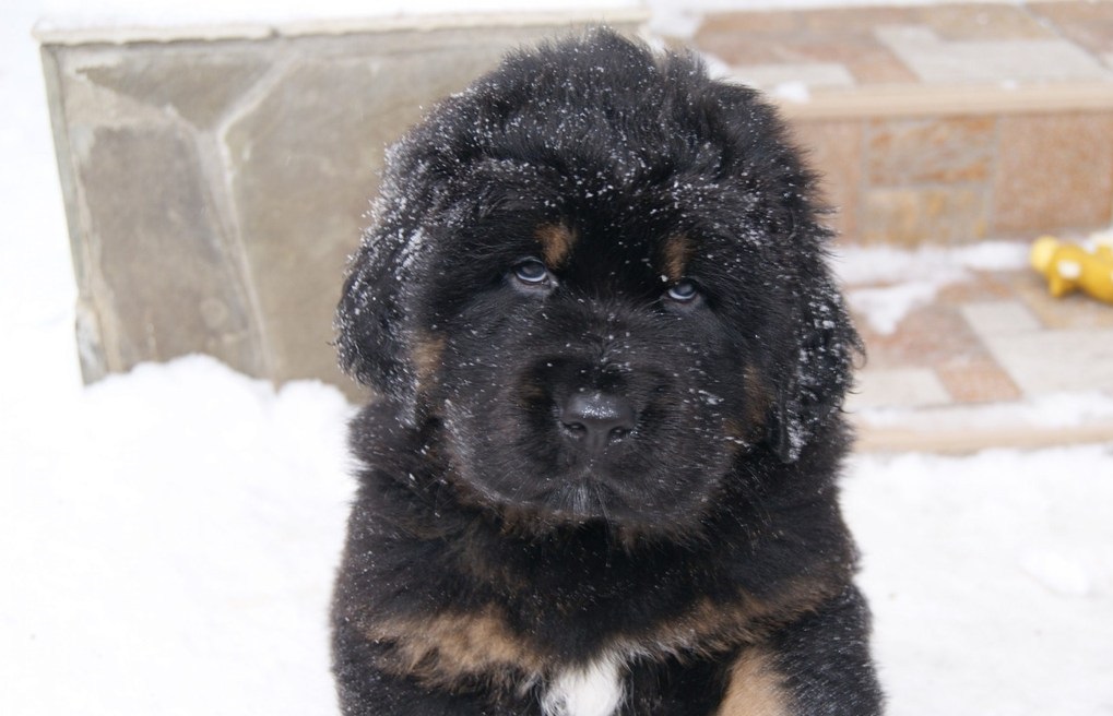 chiot Mastiff tibétain