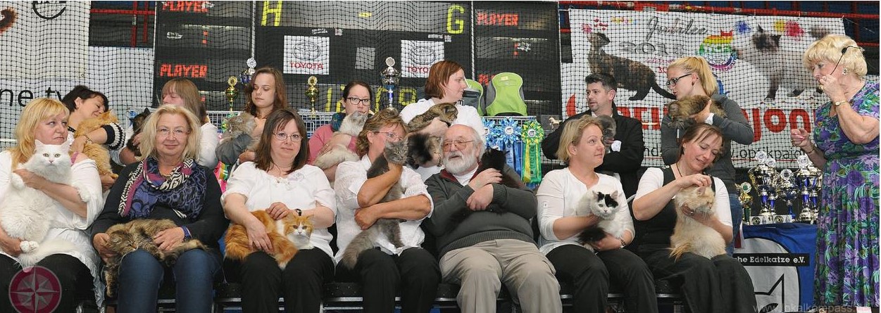 Un paradis pour les amoureux des chats