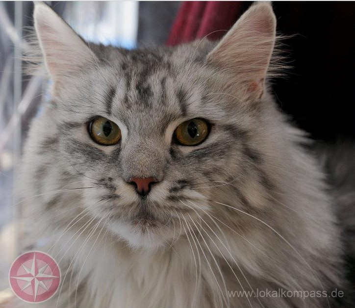 Anneau des champions et des premiers du monde