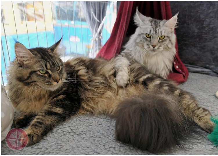 Charmants Maine Coons