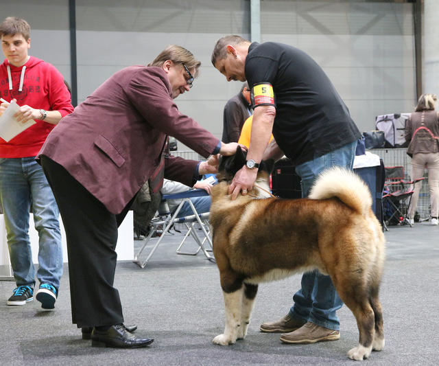 3 400 chiens de race pure