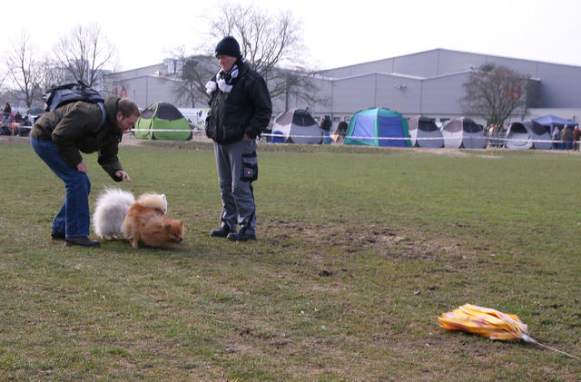 différentes races ont participé aux courses de chiens.