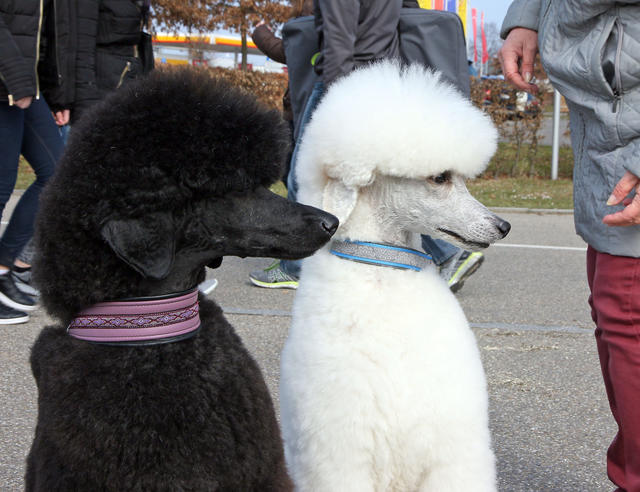 Différentes races de chiens