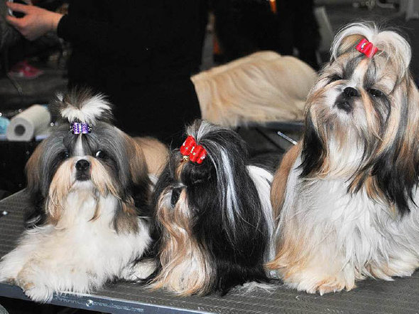 Le Shih Tzu de Cédric Grislin