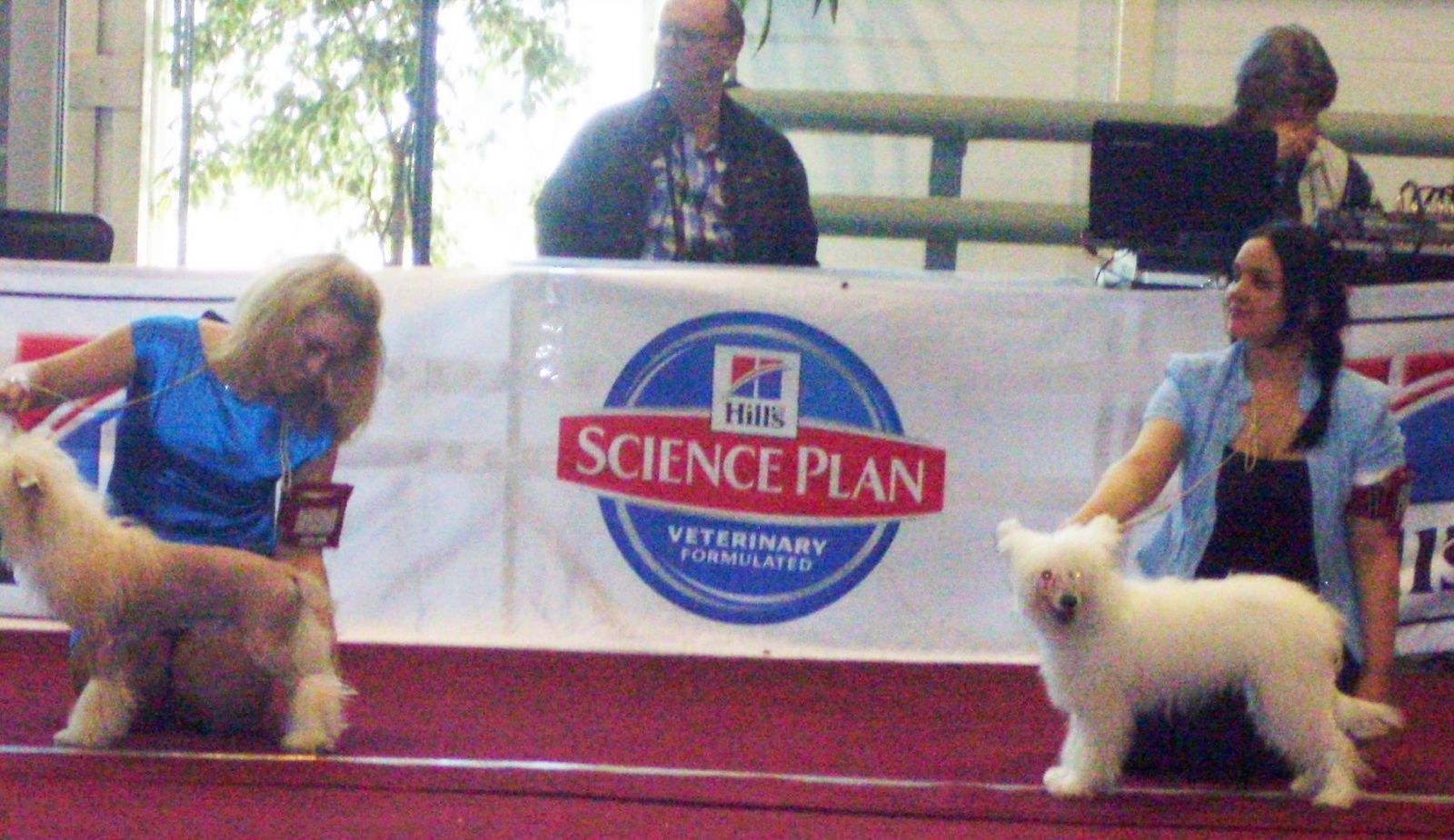 Chien chinois à houppette