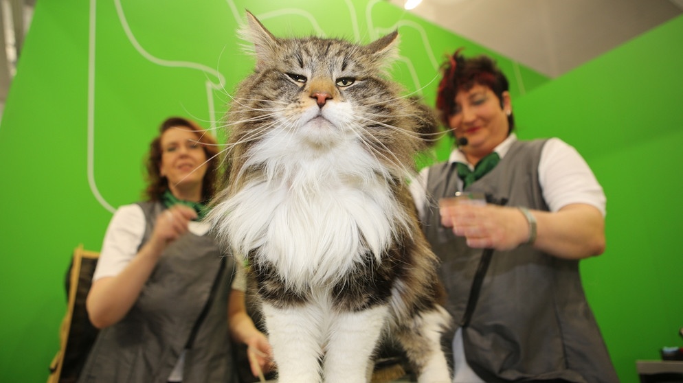 Choisir un animal de compagnie à fourrure