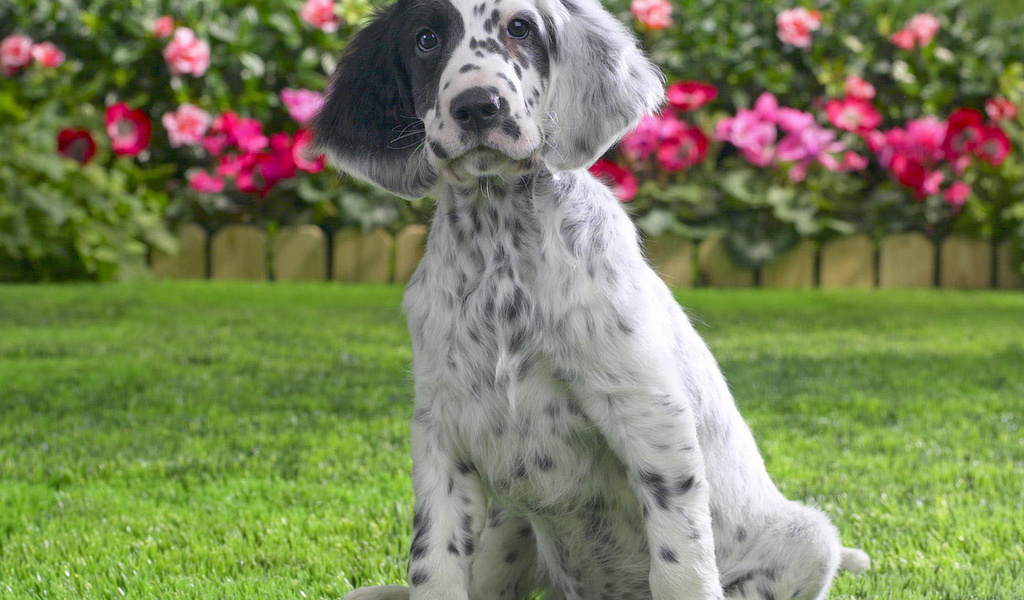 chiot Setter anglais