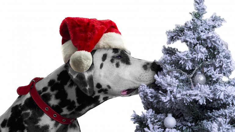 vêtements pour chiens