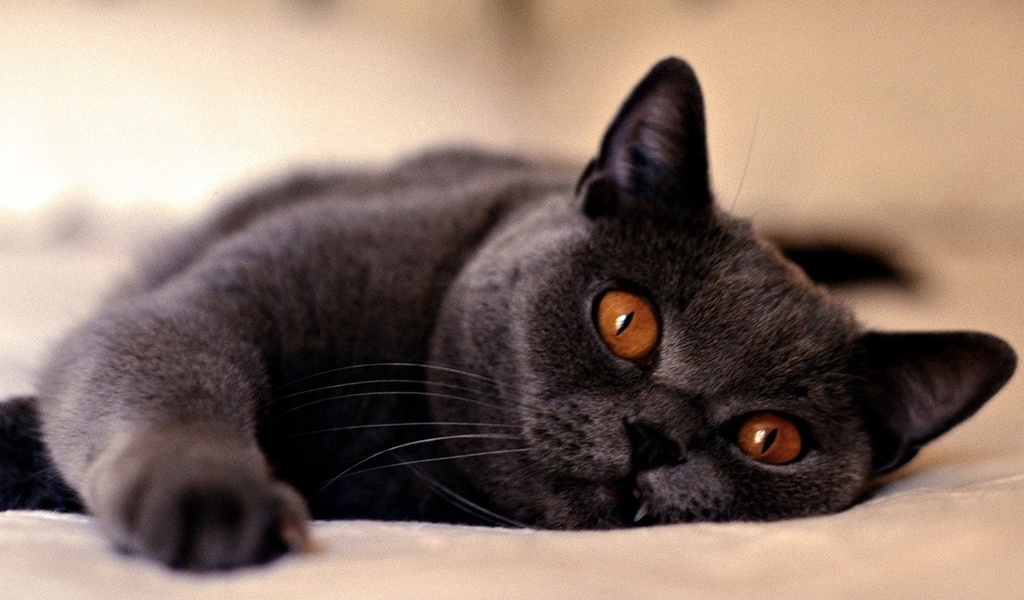 chat et nouvelle maison