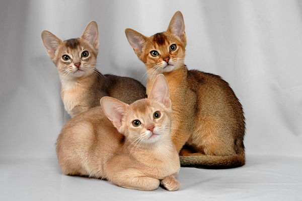 3 chatons abyssins