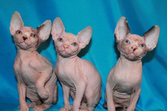 Animaux de compagnie pour personnes allergiques, animaux non allergènes, personnes allergiques, chats pour personnes allergiques, chiens pour personnes allergiques