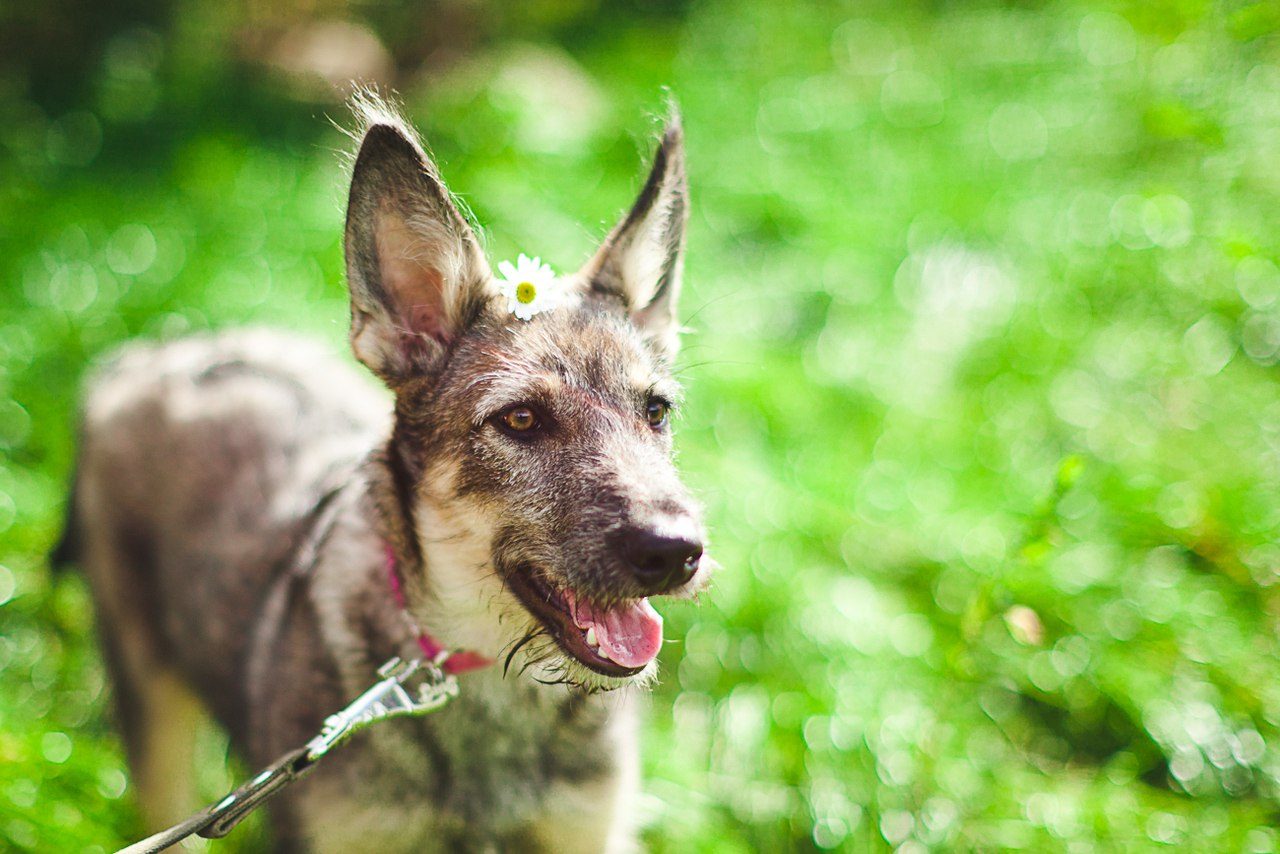 exposition de chiens sans abri