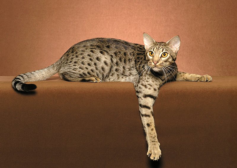 chats Ocicat