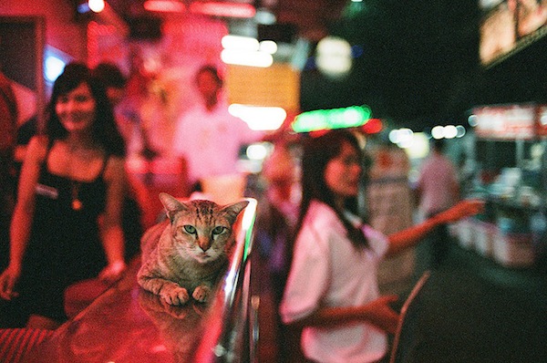 Chats en Thaïlande, Thaïlande, histoire des chats