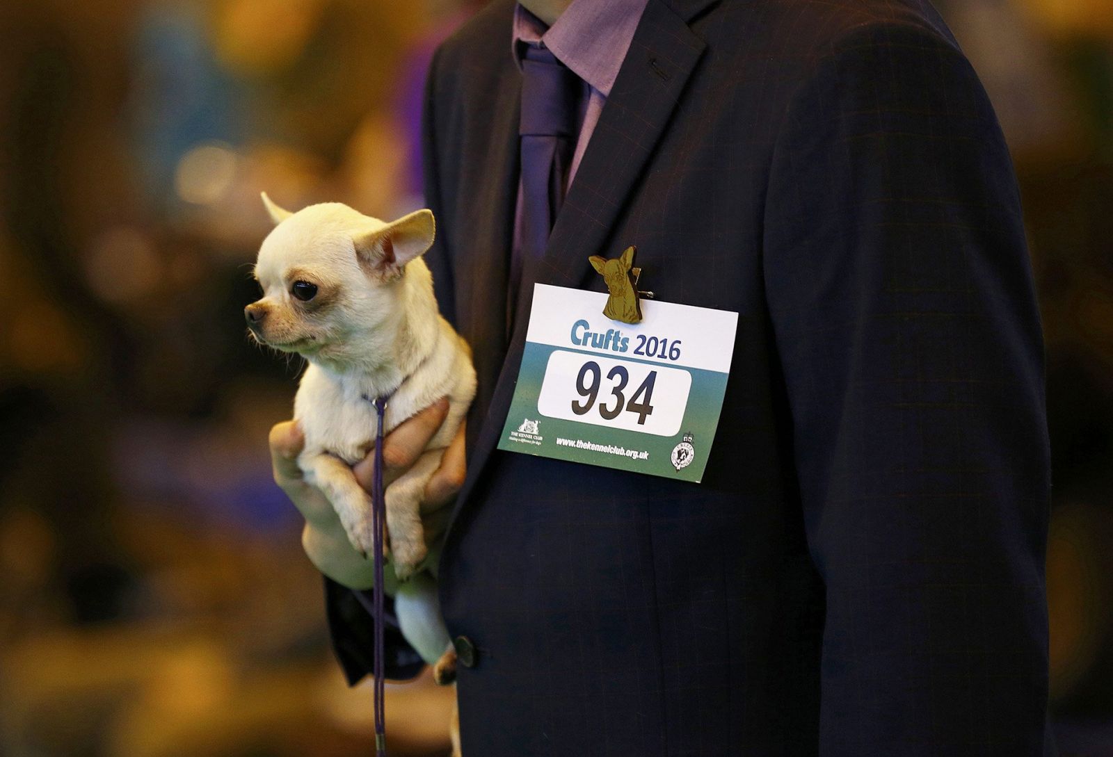 Chihuahua dans les bras de son maître