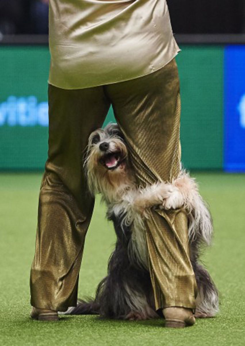 Cercle d'animaux de race mixte