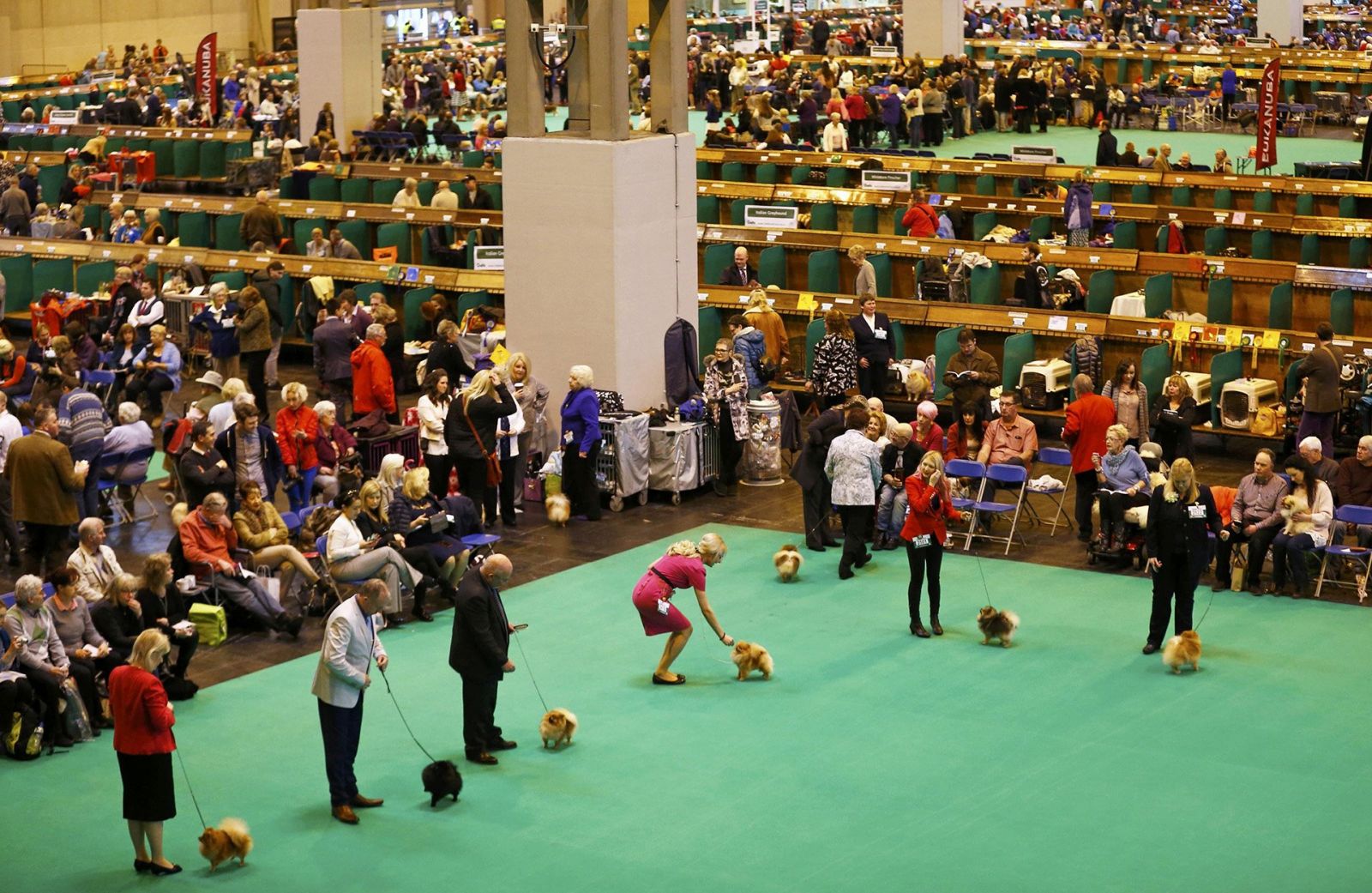 Le moment de vérité pour les Poméraniens