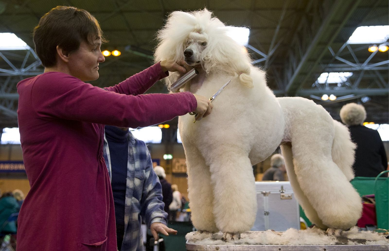 Un charmant caniche est en préparation pour le début