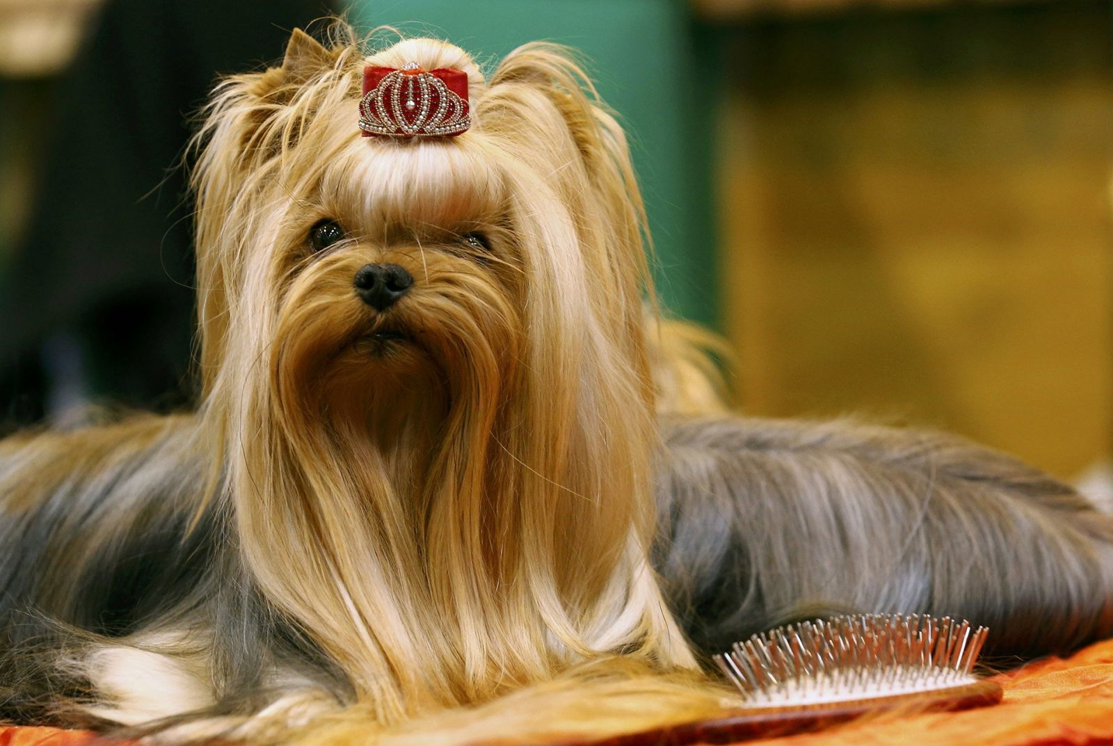 Les stylistes travaillent sur l'apparence de la créature à quatre pattes