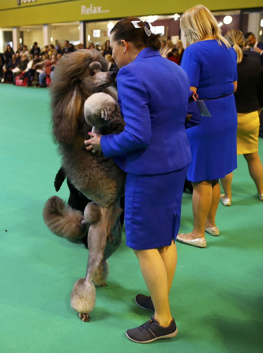 Artemon embrasse sa maîtresse