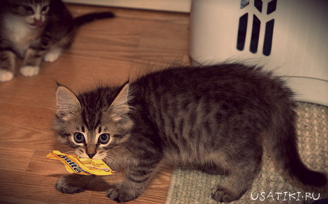 Symptômes d'empoisonnement chez les chats